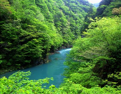 新緑の抱返り渓谷